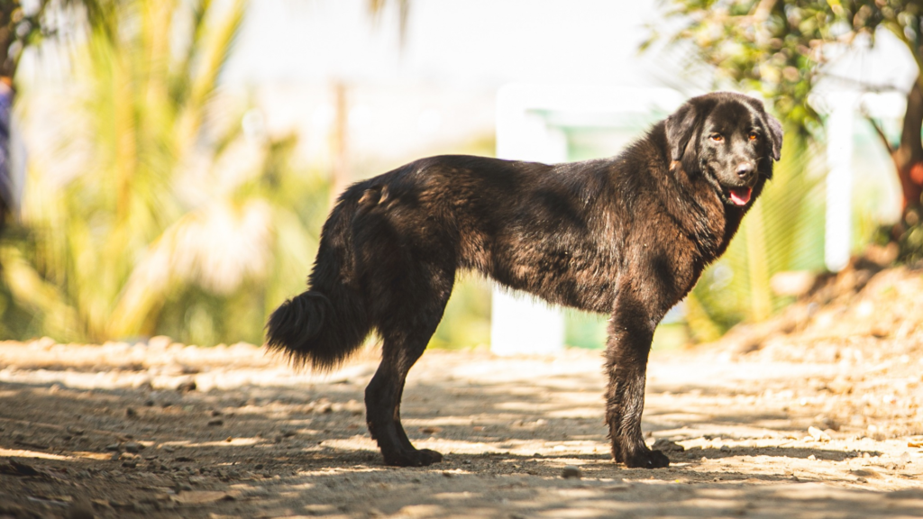 Pet-Friendly Weekend Getaway Near Pune: What Pet Parents Should Look For